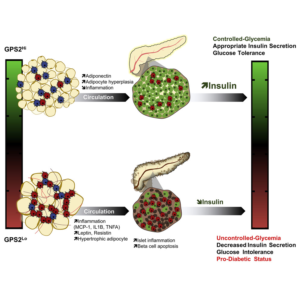 Graphical abstract - Drareni et al, Cell Reports Sept 2020