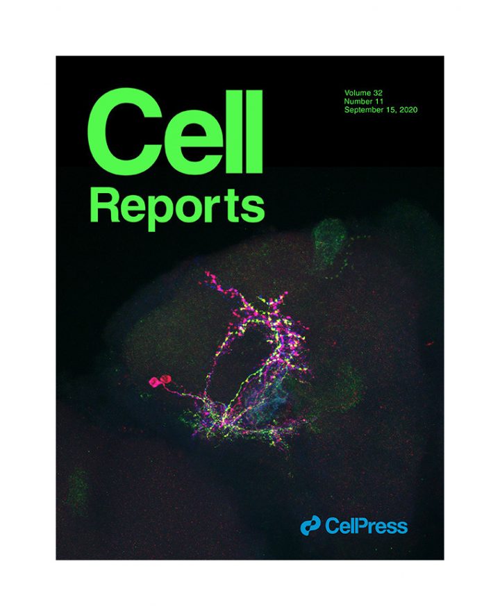 Cell Reports journal cover - Volume 32 Issue 11 - sept 2020