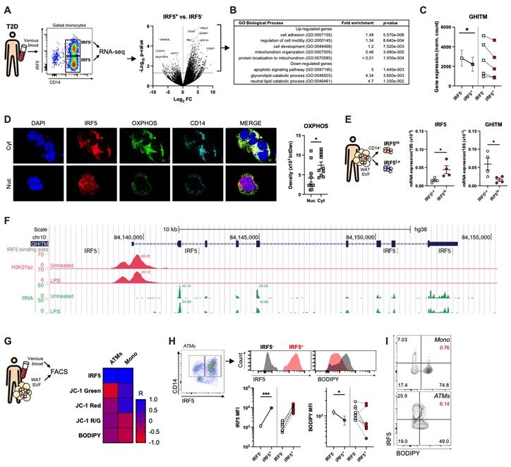 IRF5 binds to GHITM and regulates mitochondrial activity and cellular lipid content in human monocytes and adipose tissue macrophages