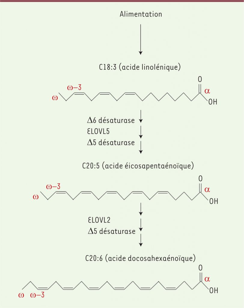 Simplified route of synthesis of DHA from linolenic acid from food - review in medecine/sciences by Thibaut R et al.